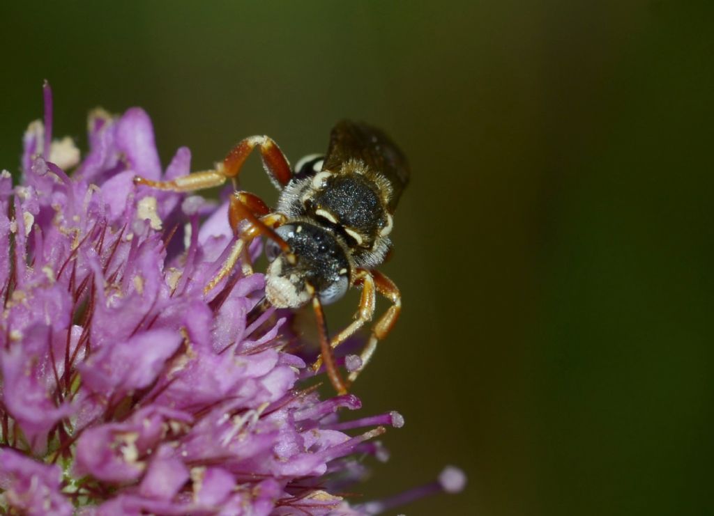 Apidae: Nomada sp.